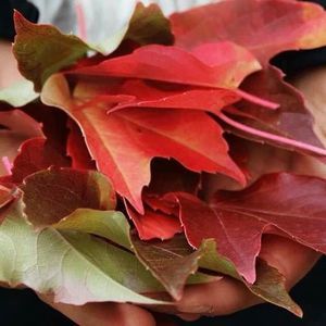 Meet your Posher, Angie